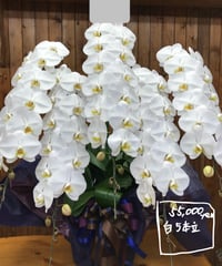 胡蝶蘭 白5本立ちL 60輪以上（蕾含む）（完全予約品）