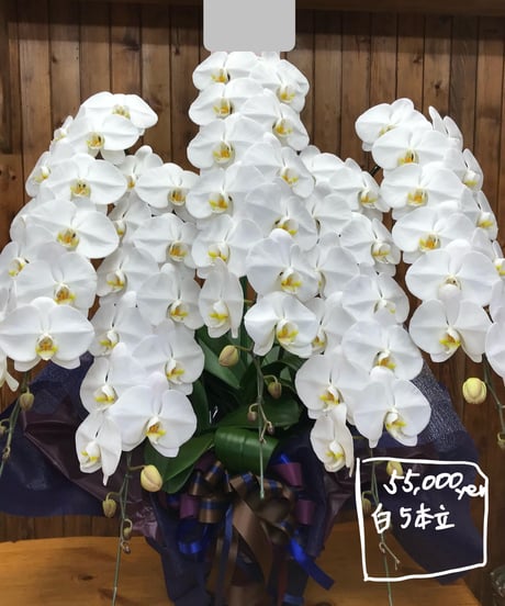 胡蝶蘭 白5本立ちL 60輪以上（蕾含む）（完全予約品）