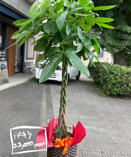 観葉植物