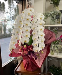 胡蝶蘭 白3本立ち L 40輪位（蕾含む）