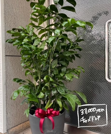 観葉植物