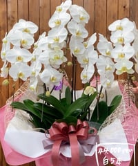 胡蝶蘭 白5本立ち M 40輪位（蕾含む）（予約品）