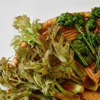 【食べ比べ】天然山菜おまかせ4種セット（500g〜） 〜里山の旬を、まずはひと口〜