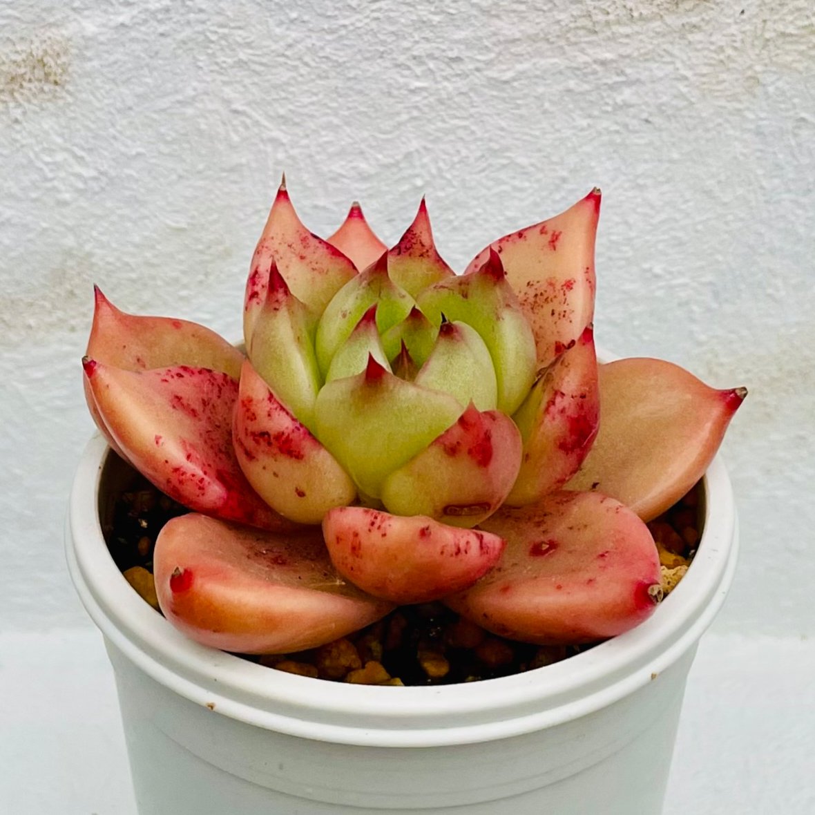 鉢植え】ハニーピンク（管理番号17） | 多肉ランドContrail