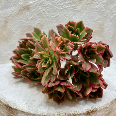 プラムパフェ　抜き苗 多肉植物センペルビウムプラムパフェ抜き苗