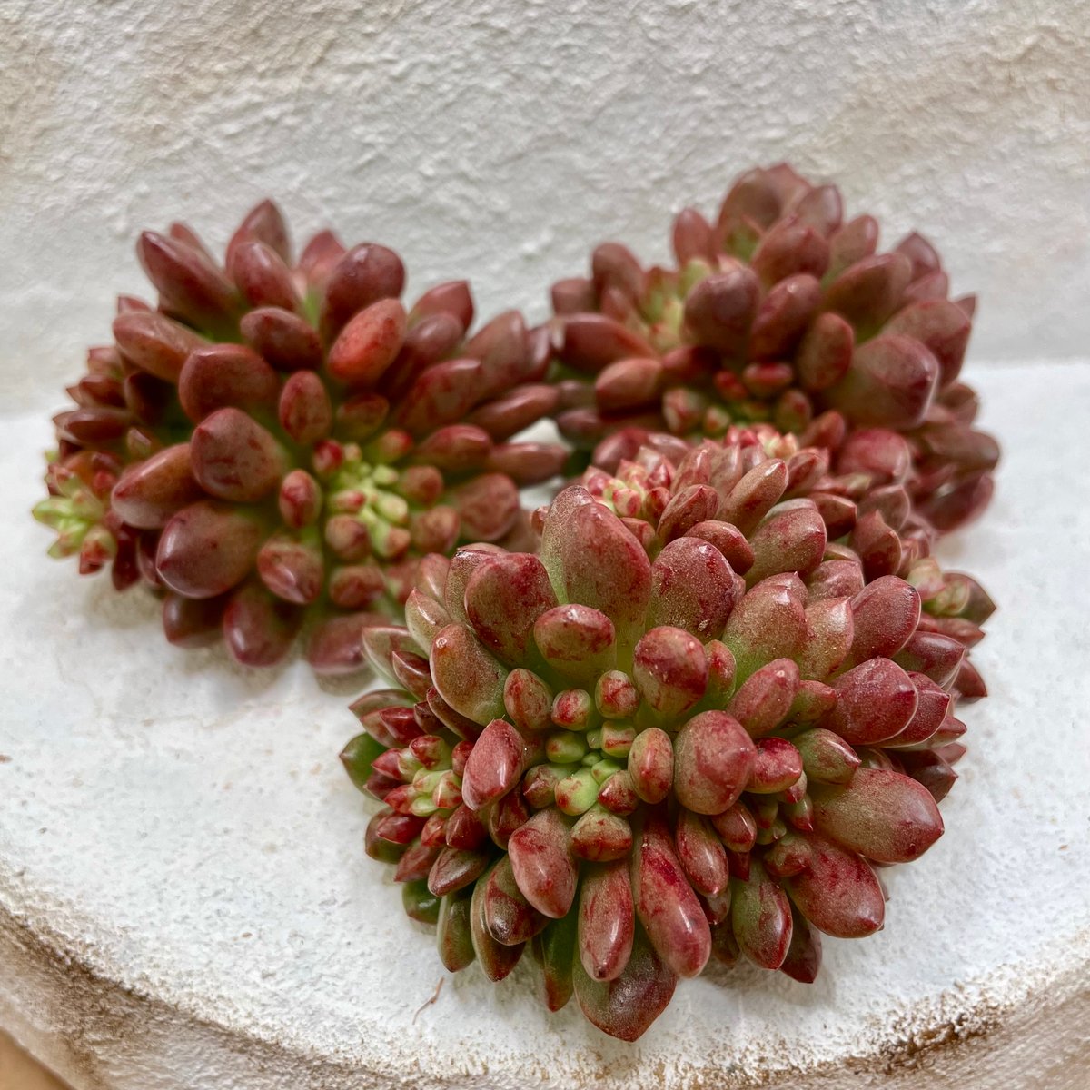 抜き苗】ピンクルルビー | 多肉ランドContrail