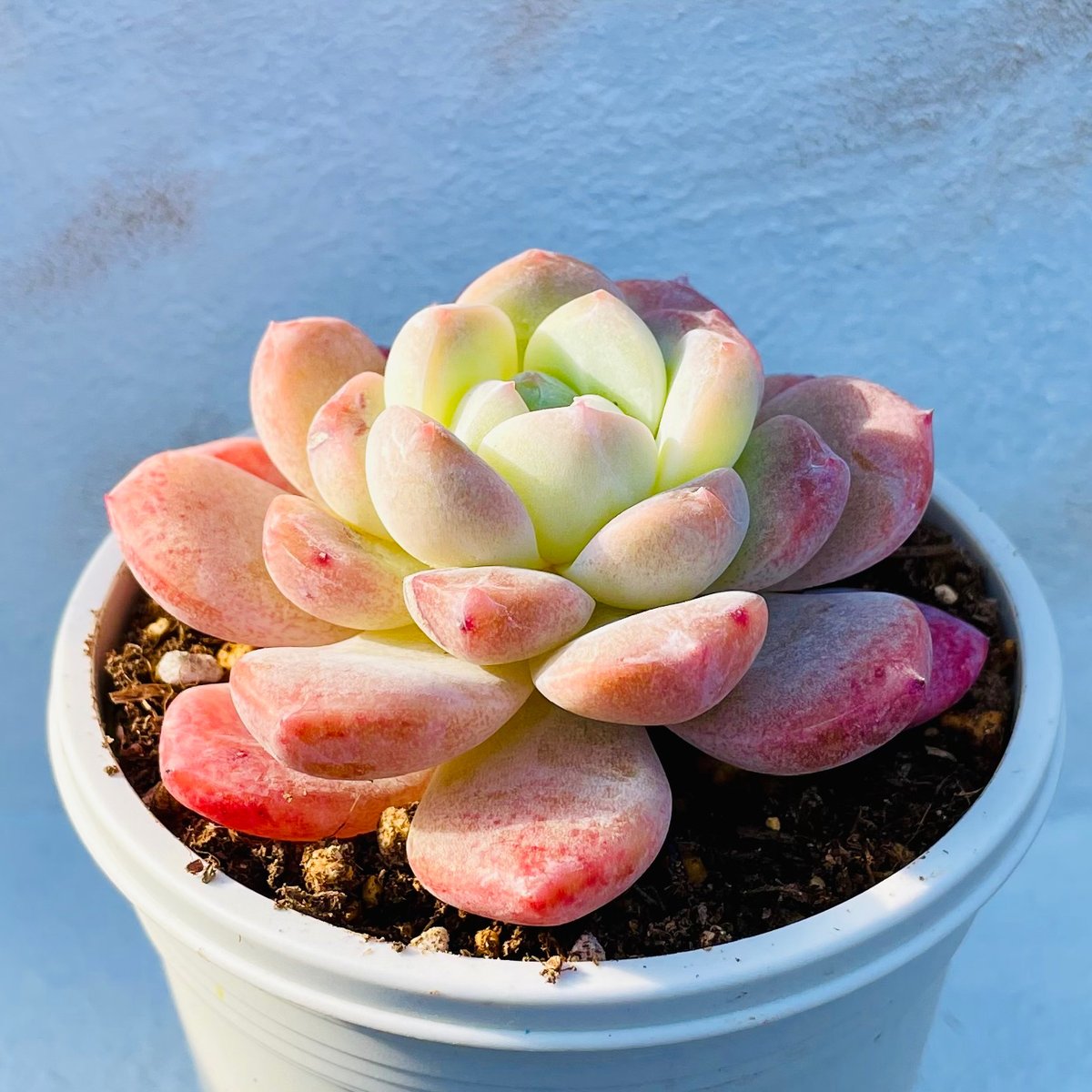鉢植え】厚夢（管理番号47） | 多肉ランドContrail
