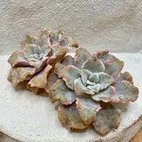 133. 多肉植物 水蜜桃 980円【抜き苗】 ruruplant-store_taniku7745411