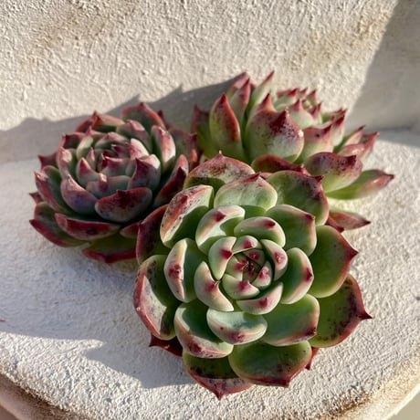 抜き苗】水蜜桃 | 多肉ランドContrail