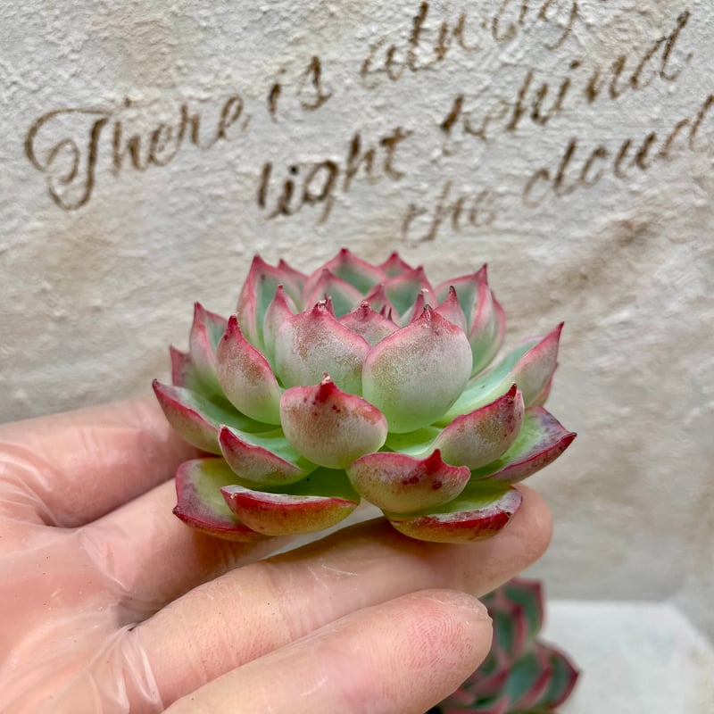 抜き苗】シルエット | 多肉ランドContrail