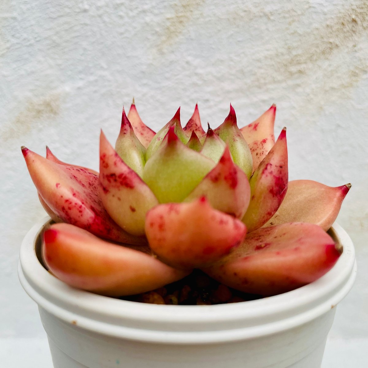 鉢植え】ハニーピンク（管理番号17） | 多肉ランドContrail