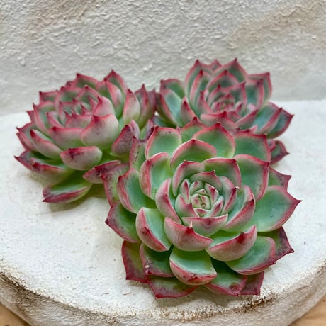 No.517 ❁ロンリーダック❁ 抜き苗 多肉植物 寄せ植え 抜き苗 | STORES