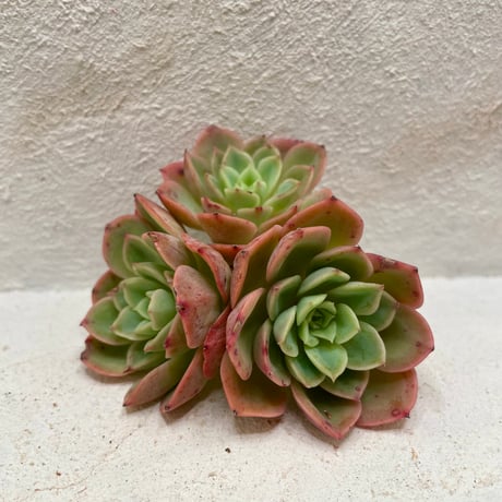 Top【選抜株】多肉植物　361482メロン アイス　80個　鉢無し/脱土 抜き苗】ハニーメロン | 多肉ランドContrail