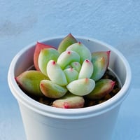多肉植物 たまちゃ•*¨*•.¸¸♬ 鉢植え】抹茶（管理番号39） | 多肉ランドContrail
