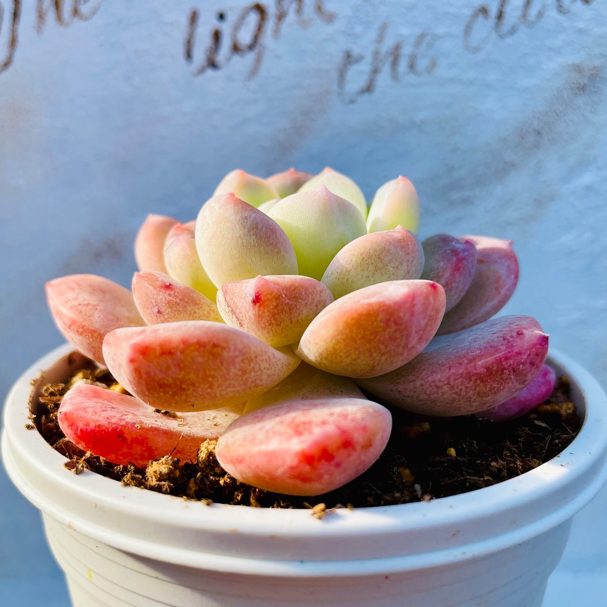 多肉植物　寄せ植え（夢かわいいver.） 多肉植物 寄せ植え（夢かわいいver.） 多肉植物 寄せ植え（夢かわいい