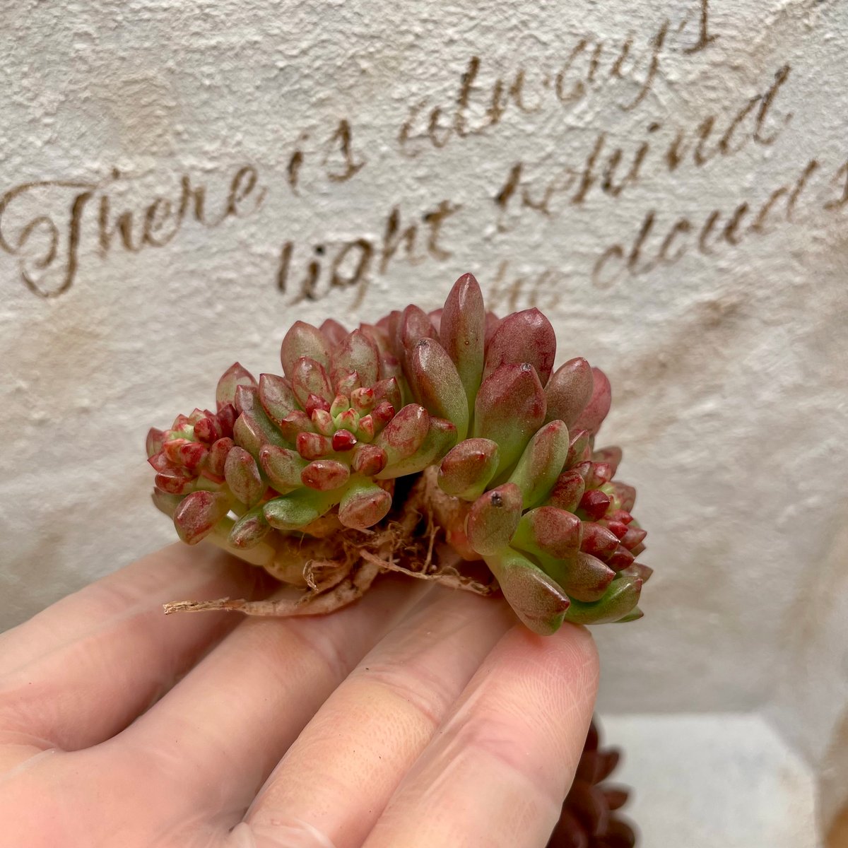 抜き苗】ピンクルルビー | 多肉ランドContrail