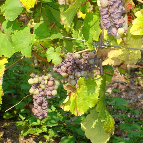 Egon Muller - Wiltinger Braune Kupp Auslese