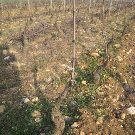Olivier Guyot - Chambolle-Musigny 1er Cru "Les Baudes"