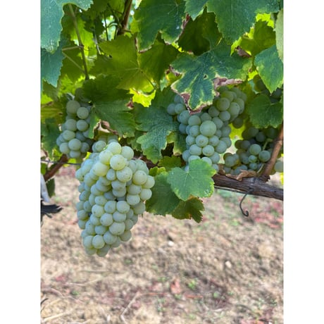 Chateau Vieux Taillefer - Le Petit Taillefer Blanc