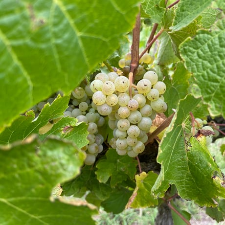 Kanta - Kanta Riesling