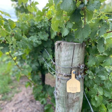 Kanta - Kanta Riesling