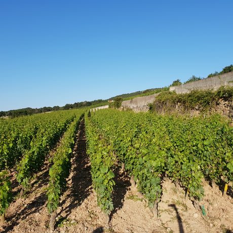 Domaine Michelot - Meursault 1er Cru Perrieres