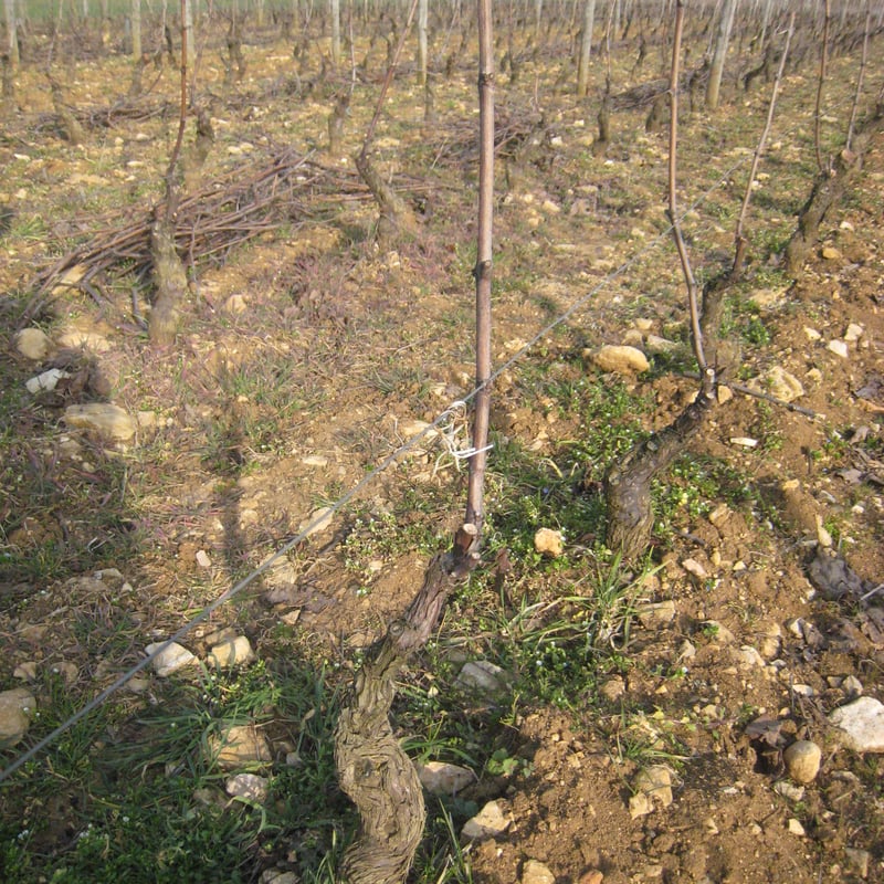 Olivier Guyot - Marsannay Rose 