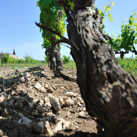 Domaine de Fondreche - Persia Rouge