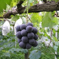 岡山県産 シャインマスカット 2kg箱（3〜4房) 種無し | EK-farm okayama