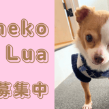 いぬねこLua