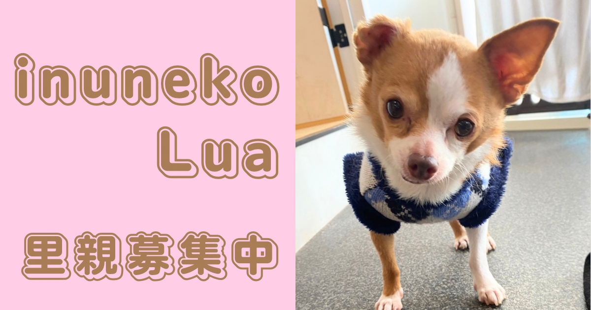 いぬねこLua
