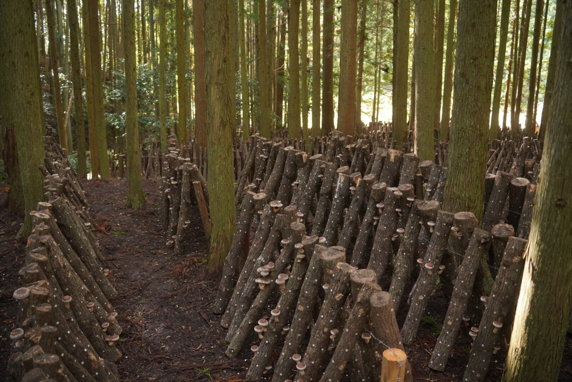 RYOMA KINOKO FARM