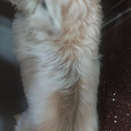 人も愛犬も一緒に使える！さらっさらになるヘアミスト　”Kaponö "(カポノ)