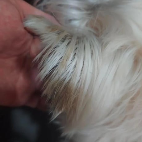 人も愛犬も一緒に使える！さらっさらになるヘアミスト　”Kaponö "(カポノ)