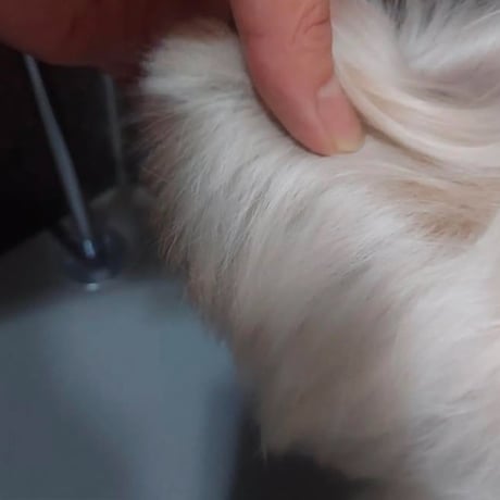 人も愛犬も一緒に使える！さらっさらになるヘアミスト　”Kaponö "(カポノ)