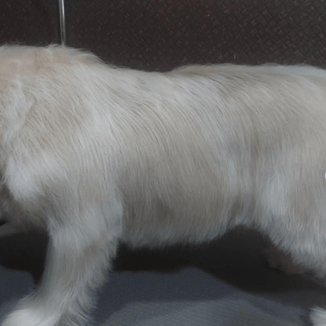 人も愛犬も一緒に使える！さらっさらになるヘアミスト　”Kaponö "(カポノ)