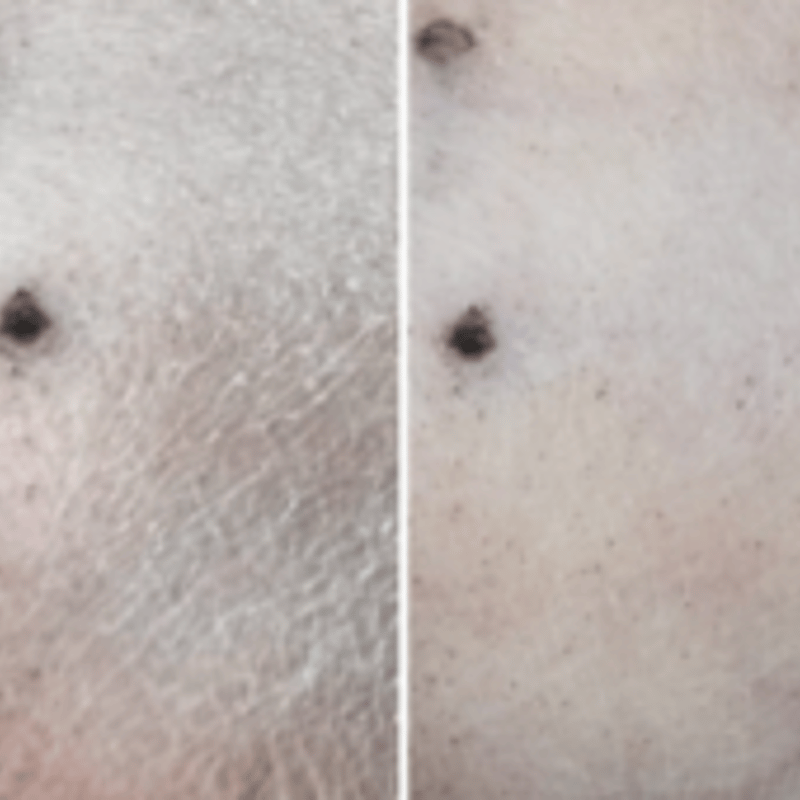 驚きの保湿力！ N's drive スキンバリア・ヴィア 150ml | Dog's Pant