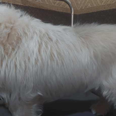 人も愛犬も一緒に使える！さらっさらになるヘアミスト　”Kaponö "(カポノ)