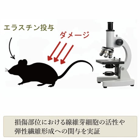 コラーゲンだけはもう古い！？　最高品質エラスチン+コラーゲン　-ITSMO-イッツモ