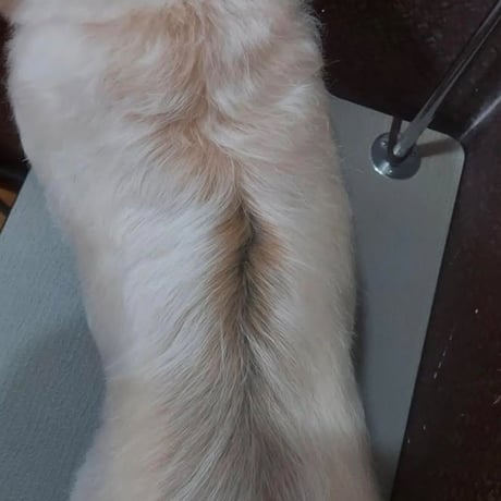 人も愛犬も一緒に使える！さらっさらになるヘアミスト　”Kaponö "(カポノ)