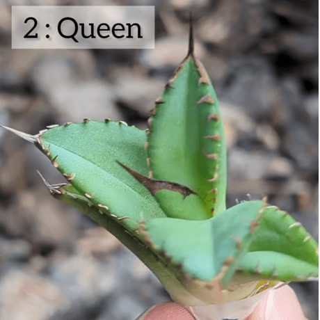 イラン株【REZA産】②根付き アガベ チタノタ クイーン QUEEN