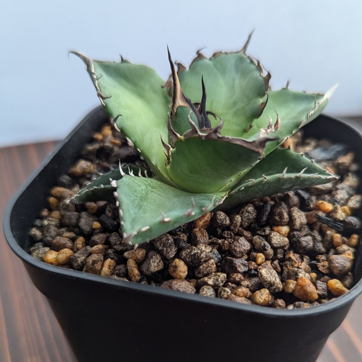 アガベ オテロイ チタノタ ハデス 恐竜牙歯 大株 アガベ ハデス Agave