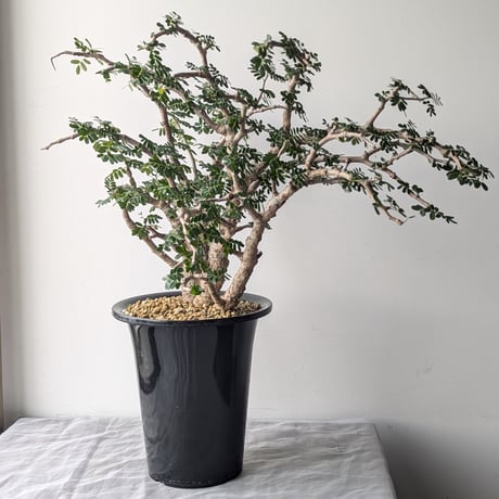 センナメリディオナリス 現地球 灌木 塊根植物 発根済み 美形 大型