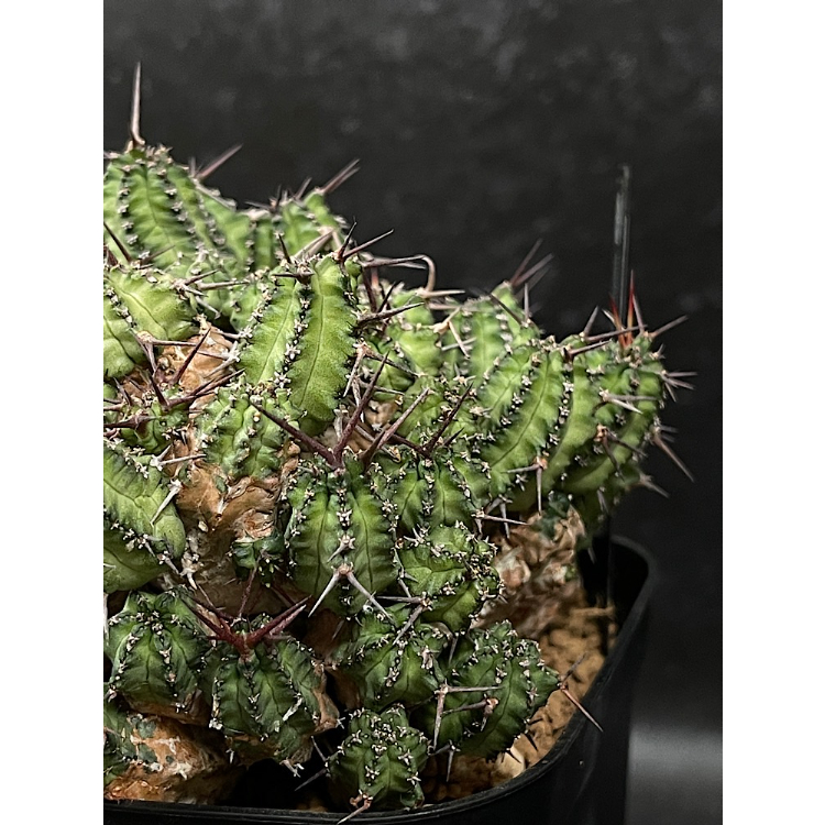 ユーフォルビア フィリプシアエ 「Euphorbia phillipsiae」 YU37 |