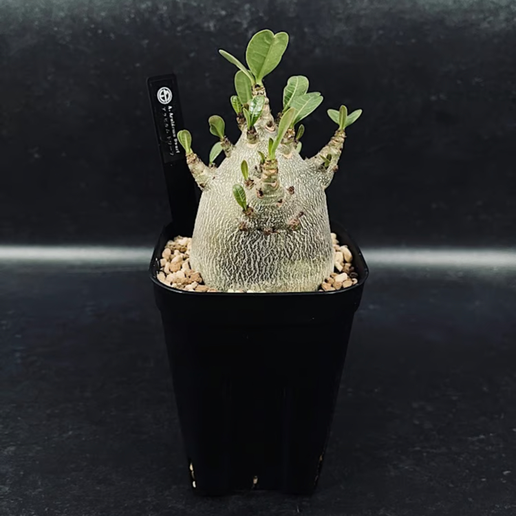 塊根植物 arabicum dwarf アデニウムアラビカム ドワーフ アデニウム