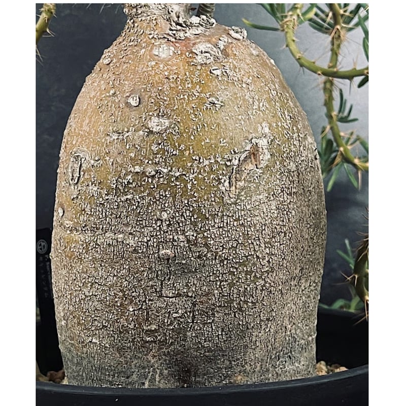 パキポディウム サキュレンタム 特大 現地球 「Pachypodium succulentum