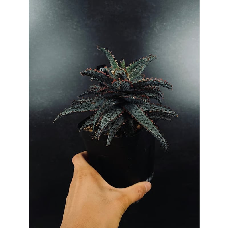 アロエ カスティロニアエ TCT ハイブリッド 「Aloe castilloniae TCT