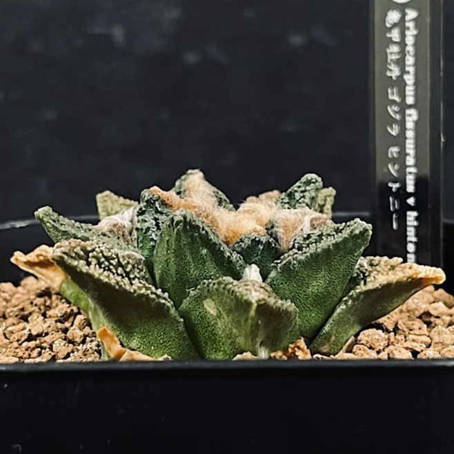 アリオカルプス 亀甲牡丹 多肉植物 サボテン アリオカルプス実生 亀甲牡丹