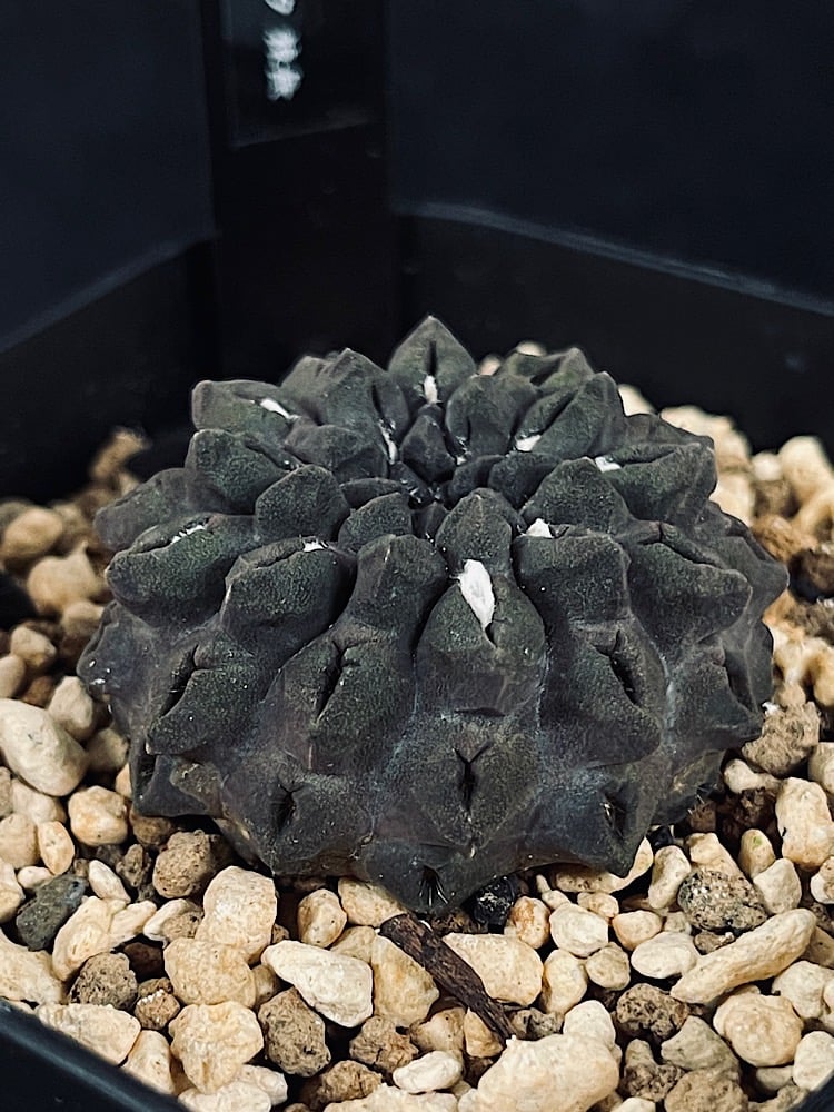 エリオシケ　オクルタ エリオシケ オクルタ 無棘 実生「Eriosyce occulta」CT175-1 | EM