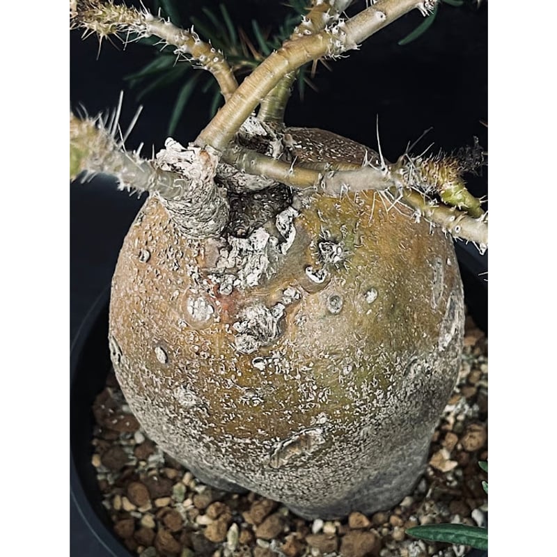 パキポディウム サキュレンタム 特大「Pachypodium succulentum」Pa81